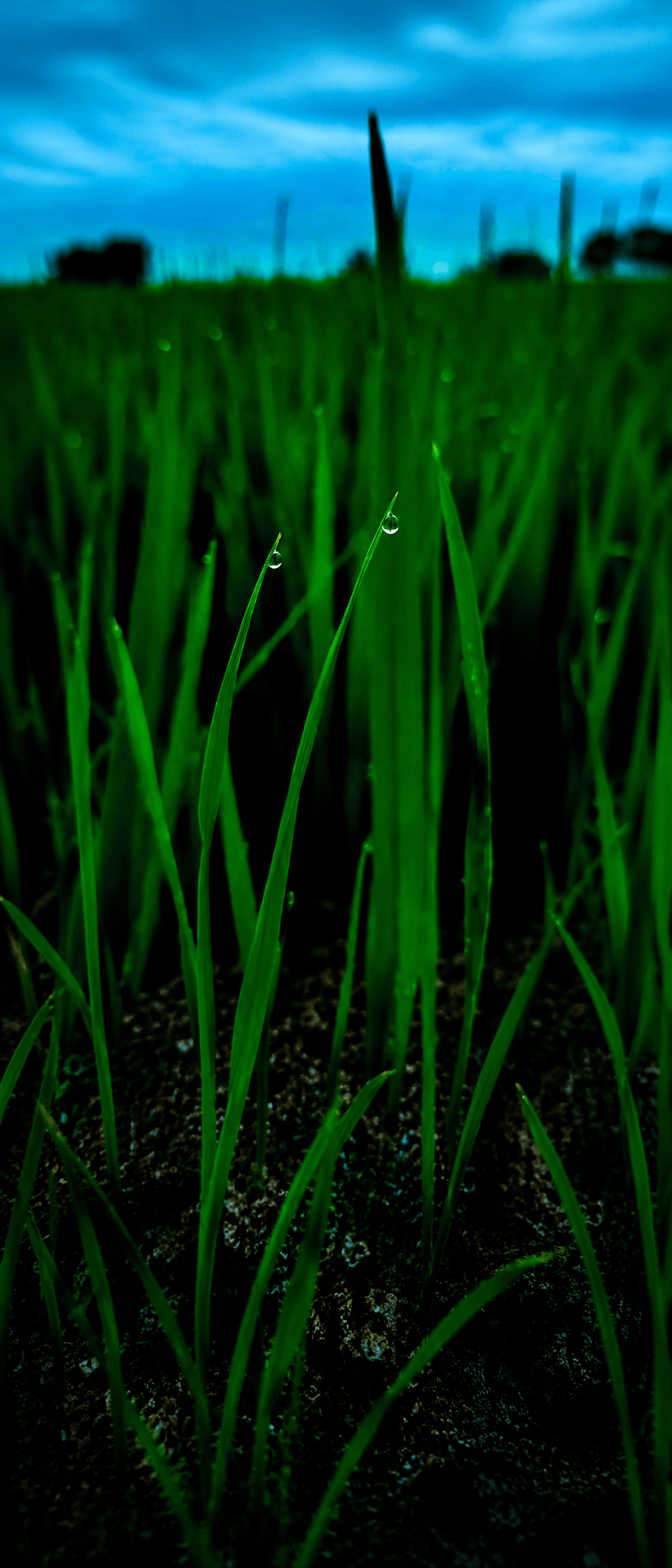 Plantação verde vista de perto, com gotas de orvalho e céu azul ao fundo